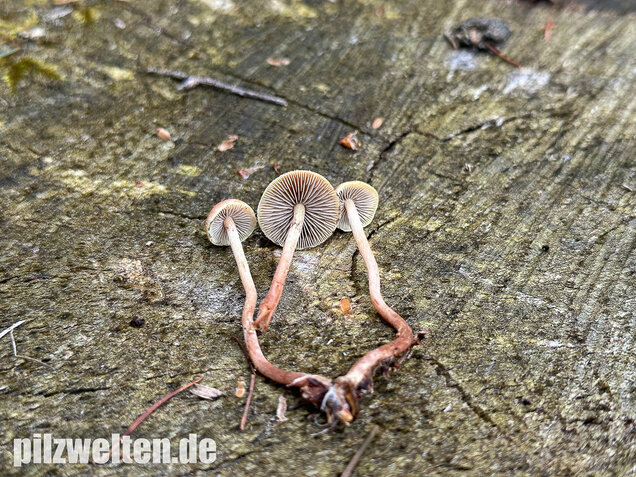 Natternstieliger Schwefelkopf, Hypholoma marginatum
