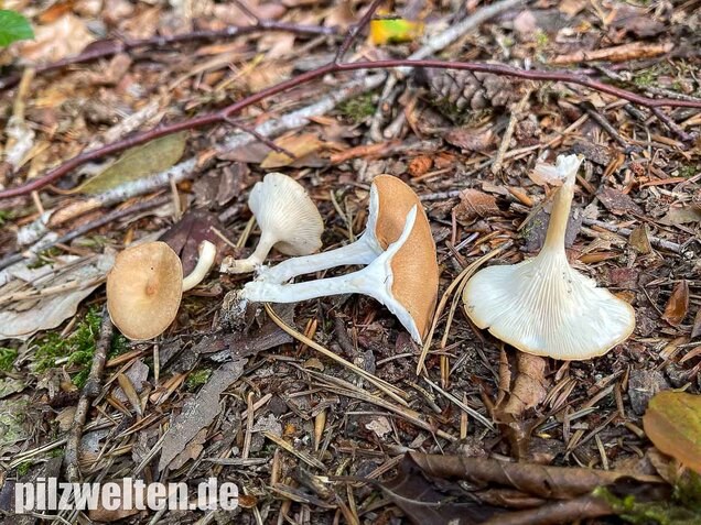 Ockerbrauner Trichterling, Infundibulicybe gibba