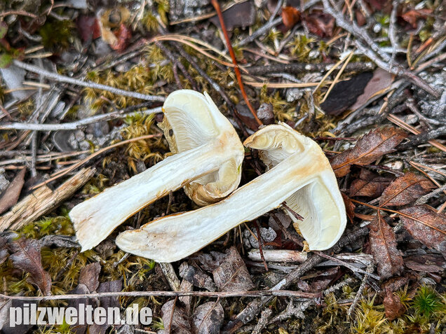 Ockergelber Schleimschirmling, Zhuliangomyces ochraceoluteus