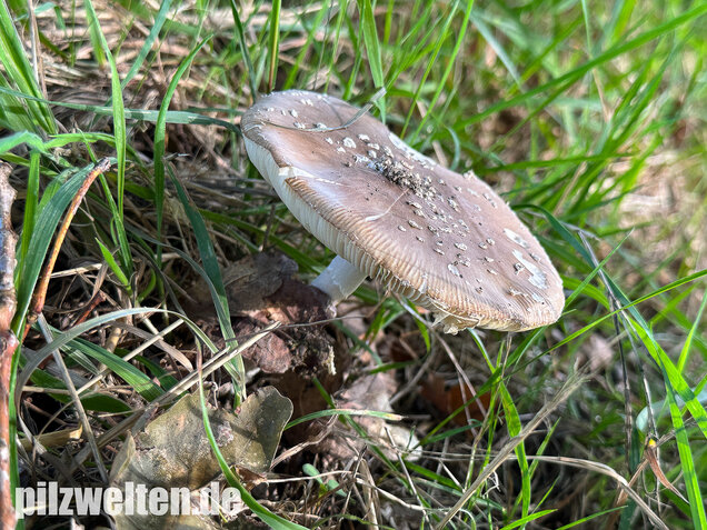 Pantherpilz, Pantherwulstling, Amanita pantherina