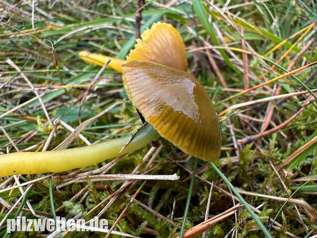 Papageigrüner Saftling, Papageiensaftling, Gliophorus psittacinus
