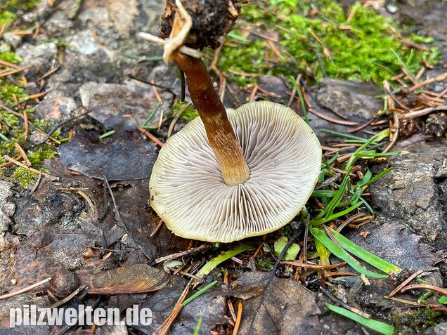 Rauchblättriger Schwefelkopf, Hypholoma capnoides