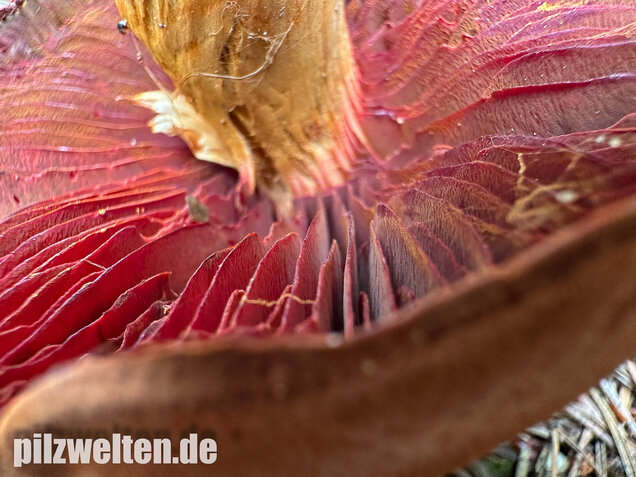 Rotgenatterter Hautkopf, Purpurbrauner Hautkopf, Cortinarius purpureus