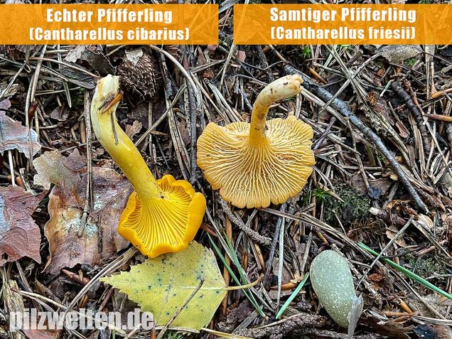 Samtiger Pfifferling, Cantharellus friesii