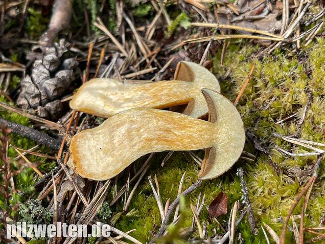 Sandröhrling, Suillus variegatus