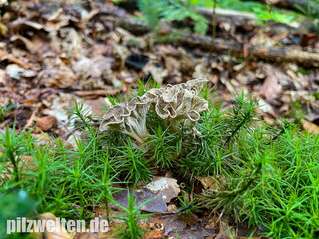 Schwärzender Leistling, Schwärzende Kraterelle, Craterellus melanoxeros