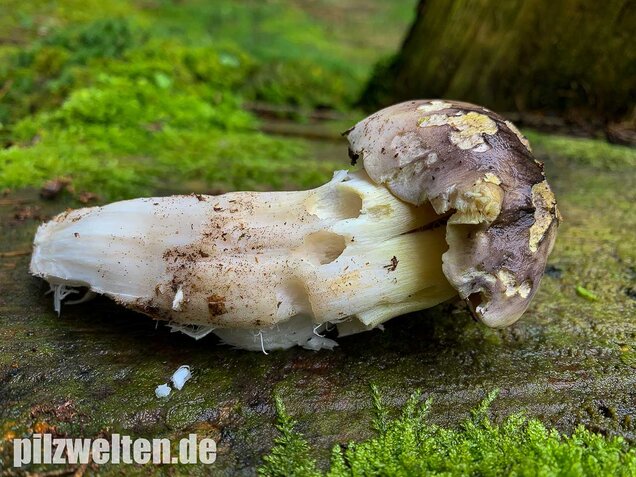 Schneeritterling, Tricholoma portentosum
