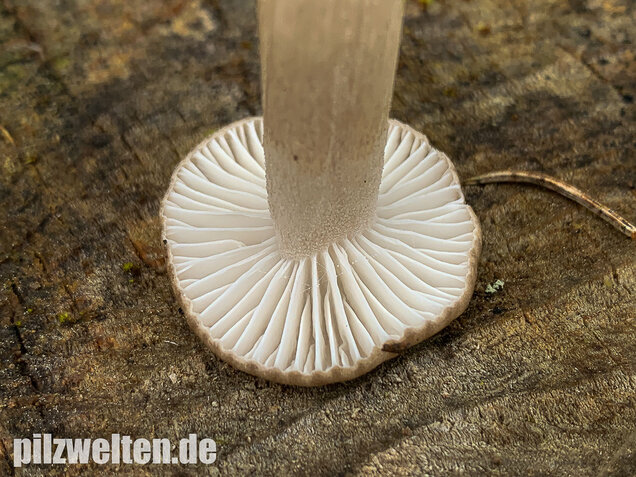 Schwarzpunktierter Schneckling, Hygrophorus pustulatus