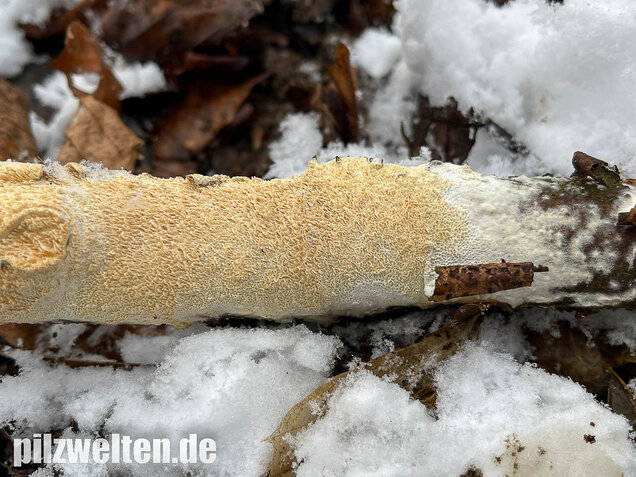 Veränderlicher Spaltporling, Schizopora paradoxa