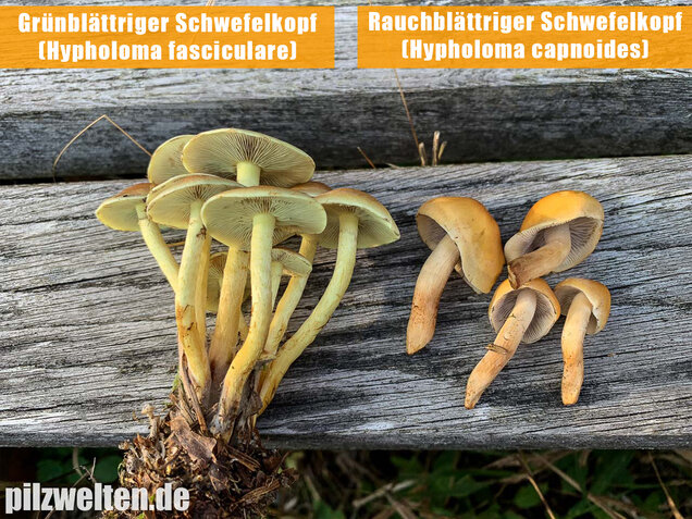 Rauchblättriger Schwefelkopf, Hypholoma capnoides