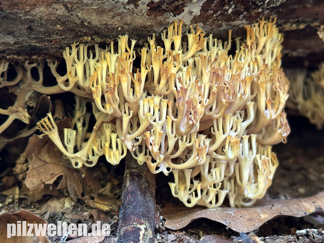 Verzweigte Becherkoralle, Artomyces pyxidatus