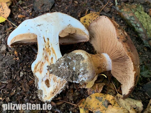 Violettrandiger Schleimkopf, Cortinarius balteatus