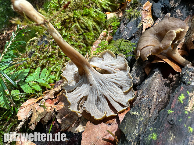 Krause Kraterelle, Krauser Leistling, Craterellus undulatus