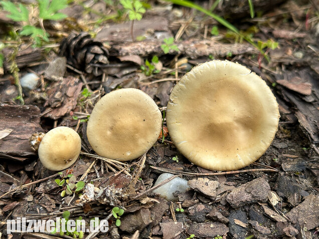 Voreilender Ackerling, Agrocybe praecox