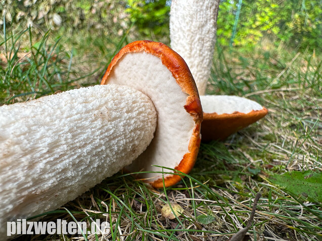 Weißstielige Rotkappe, Espenrotkappe, Leccinum leucopodium