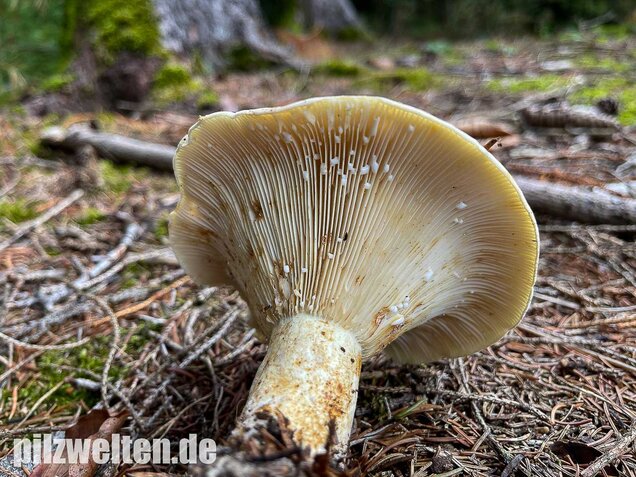 Wolliger Milchling, Lactifluus vellereus