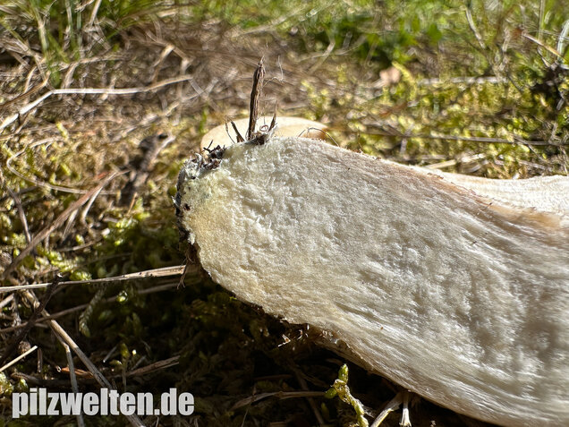 Wollstieliger Raufußröhrling, Leccinum cyaneobasileucum