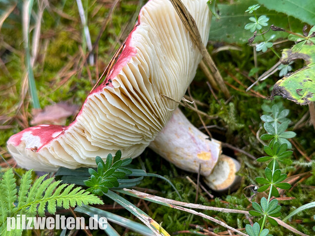 Zedernholz-Täubling, Heimtückischer Täubling, Russula badia