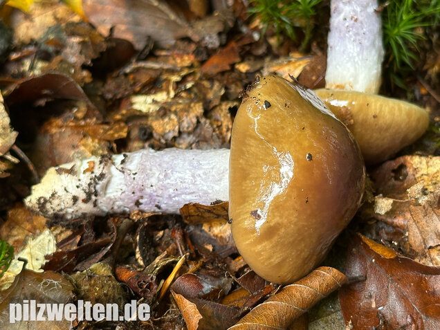 Honigschleimfuß, Runzeliggeriefter Schleimfuß, Cortinarius stillatitius