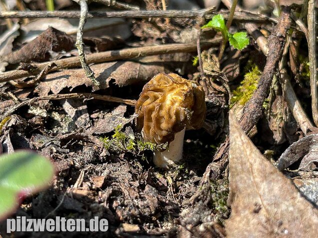 Böhmische Verpel, Verpa bohemica