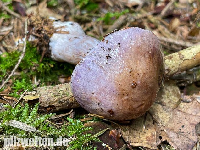 Erdigriechender Schleimkopf, Cortinarius variicolor