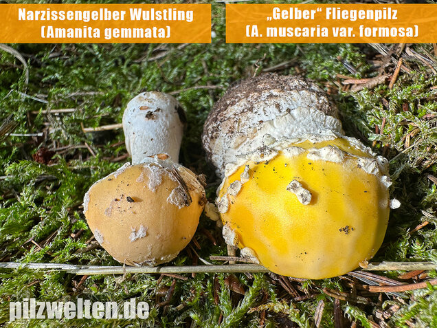 Gelber Fliegenpilz, Amanita muscaria var. formosa