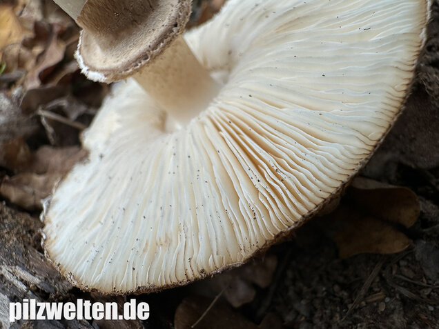 Gerandetknolliger Safranschirmling, Chlorophyllum brunneum