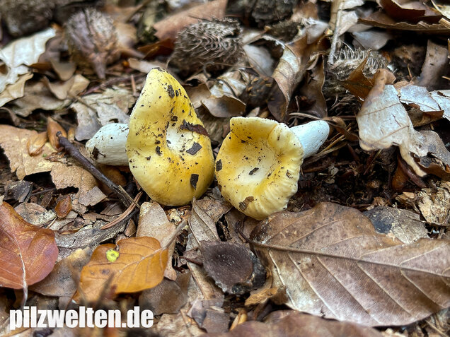 Glänzendgelber Dottertäubling, Russula acetolens
