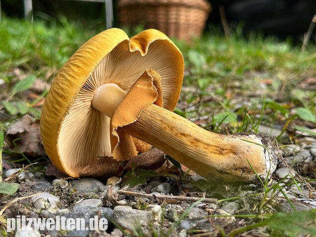 Glimmerschüppling, Phaeolepiota aurea