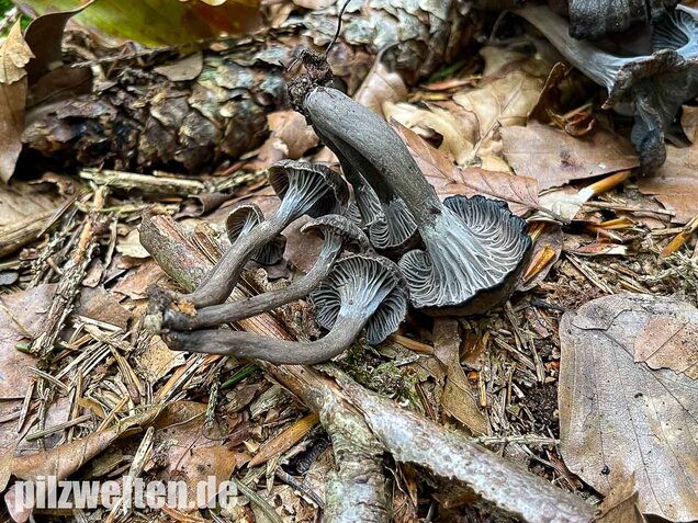 Grauer Pfifferling, Craterellus cinereus