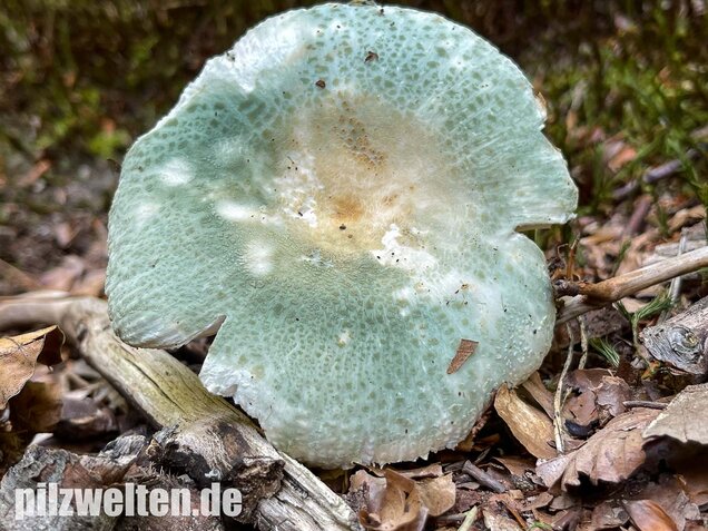 Grüngefelderter Täubling, Russula virescens