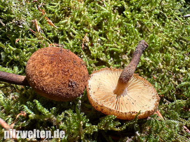 Igelschüppchenschnitzling, Phaeomarasmius erinaceus