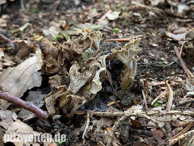 Krause Kraterelle, Craterellus undulatus