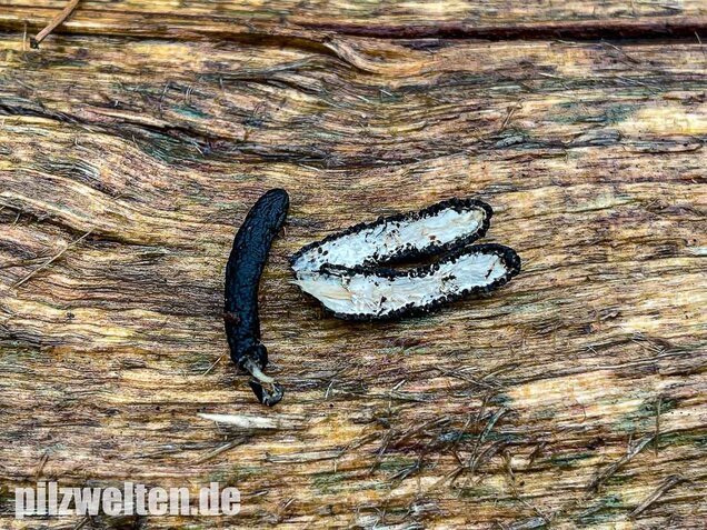 Langstielige Holzkeule, Xylaria longipes