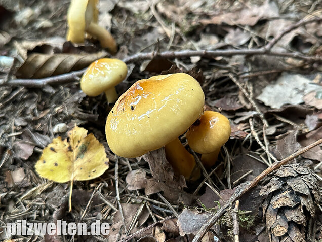 Ockergelber Schleimschirmling, Zhuliangomyces ochraceoluteus
