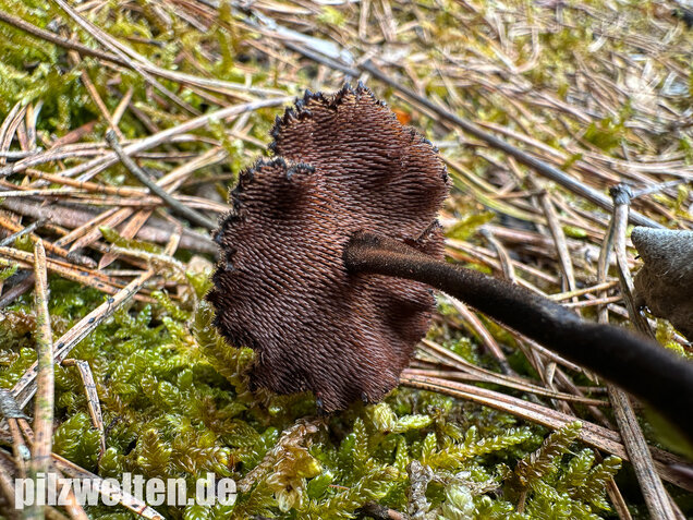 Ohrlöffelstacheling, Auriscalpium vulgare