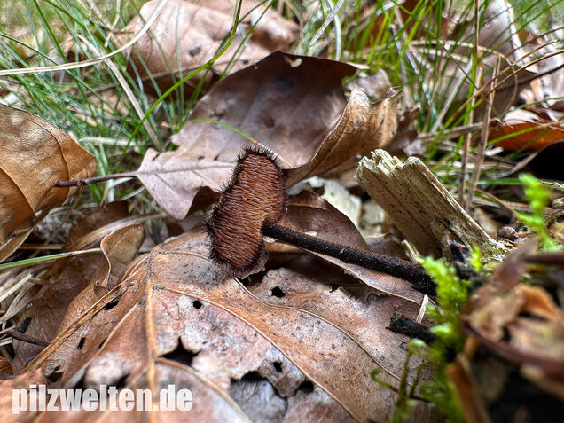 Ohrlöffelstacheling, Auriscalpium vulgare