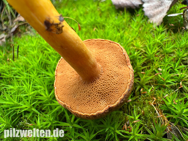 Pfefferröhrling, Chalciporus piperatus