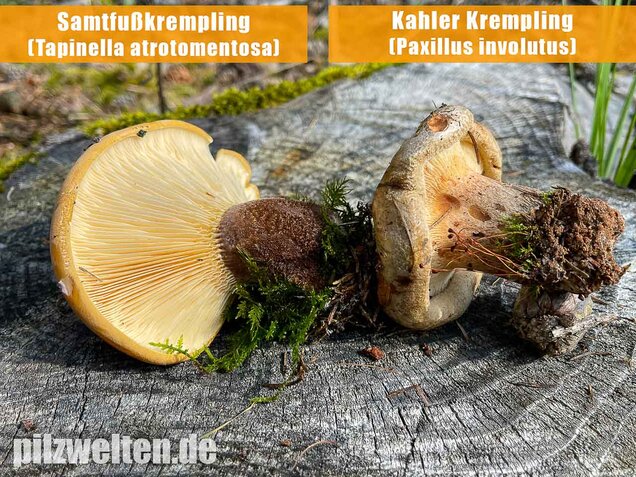 Kahler Krempling, Paxillus involutus