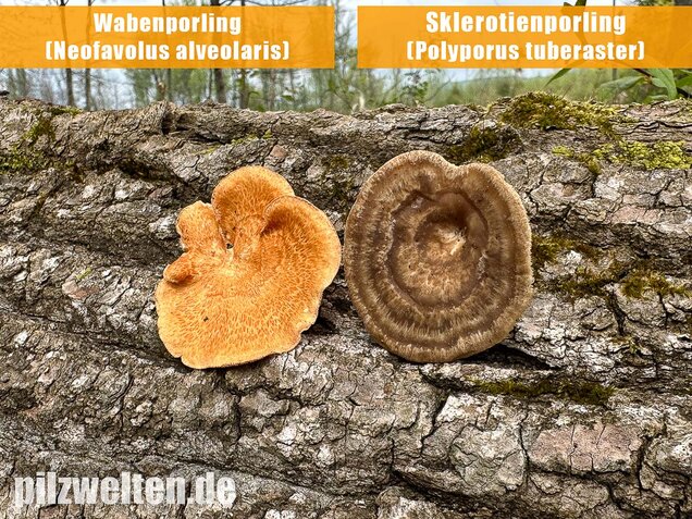 Sklerotienporling, Polyporus tuberaster