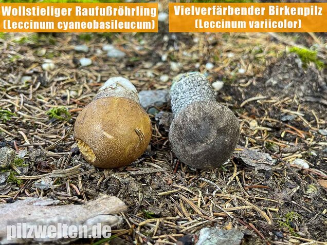 Vielverfärbender Birkenpilz, Leccinum variicolor