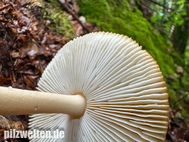 Rotbrauner Scheidenstreifling, Amanita fulva