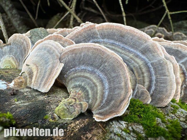 Schmetterlingstramete, Turkey tail mushroom, Trametes versicolor