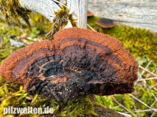 Tannenblättling, Gloeophyllum abietinum