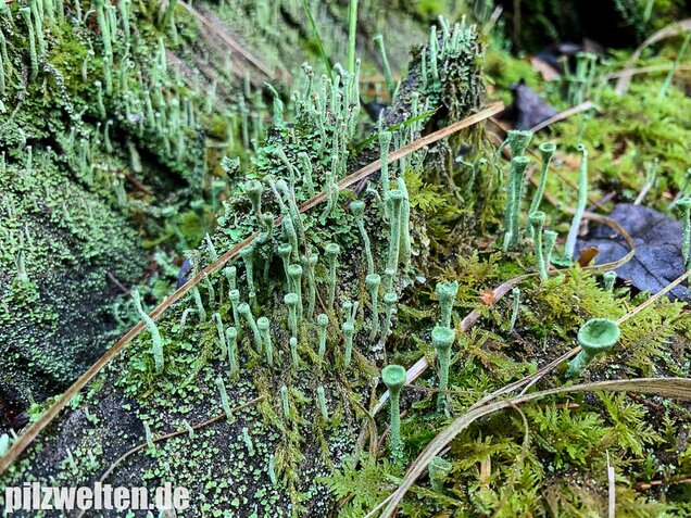 Trompetenflechte, Cladonia fimbriata