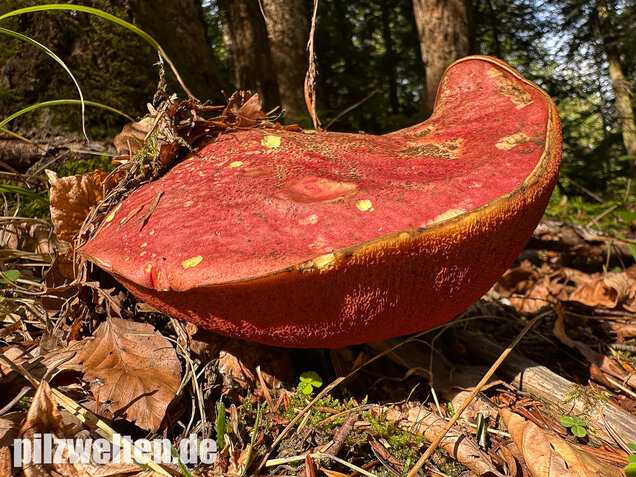 Weinroter Purpurröhrling, Suillellus rubrosanguineus