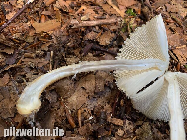 Wolliggestiefelter Schirmling, Lepiota clypeolaria