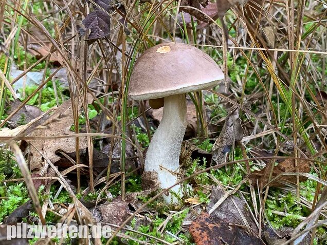 Wollstieliger Raufußröhrling, Leccinum cyaneobasileucum