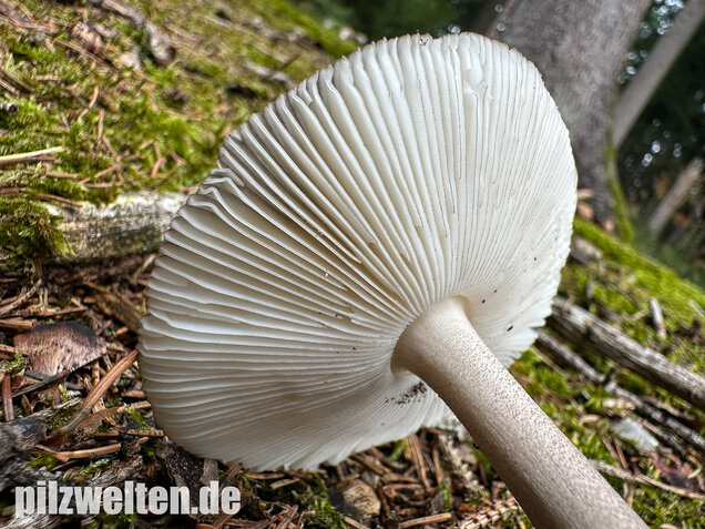 Zweifarbiger Scheidenstreifling, Unterteilter Streifling, Amanita battarrae