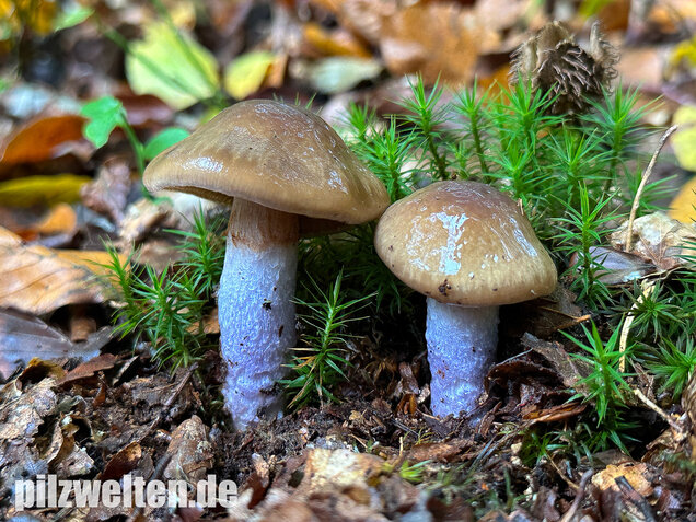 Honigschleimfuß, Runzeliggeriefter Schleimfuß, Cortinarius stillatitius